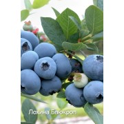 Лохина Блюкроп